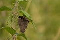 Europan peacock butterfly with closed wings sitting on a nettle leaf Royalty Free Stock Photo