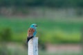 Europan roller perched on a pole Royalty Free Stock Photo