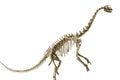 Europasaurus isolated Royalty Free Stock Photo