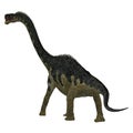 Europasaurus Dinosaur Tail