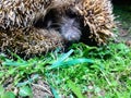 Europe adult hedgehog