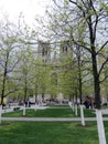 Europe, Brussels, spring trees on the background of a beautiful Gothic Cathedral