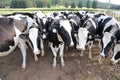 Dairy cows- Denmark and Europe`s famous landmark Royalty Free Stock Photo