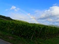 France, Great East, Alsace, Haut Rhin, village of Pfaffenheim surrounded by vineyards