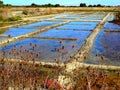 Europe, France, New Aquitaine, Charente maritime, Re island, salt marsh