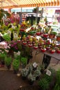 Europe Southern France Nice CÃÂ´te dÃ¢â¬â¢Azur Cours Saleya Provence Fresh Fruits Colorful French Farmers Market Flower Cactus Plants