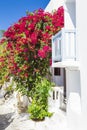 Europe. Greece. Cyclades. Mykonos island. A typical greek house on narrow street with balcony, blooming bougainvillea and white Royalty Free Stock Photo