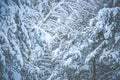 Europe nature, Lithuania. beautiful forest landscape in winter weather Royalty Free Stock Photo