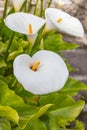 White calla lily flowers in a garden in Soajo Royalty Free Stock Photo