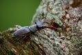 Europe& x27;s largest beetle Lucanus cervus. Big beetle on old tree. Stag beetle from Western Europe