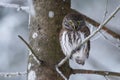 Europe smallest owl Eurasian Pygmy Owl, Glaucidium passerinum, sitting on a frosty branch