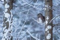 Europe smallest owl Eurasian Pygmy Owl, Glaucidium passerinum, sitting on a frosty branch