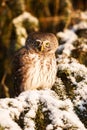 Europe smallest owl Eurasian Pygmy Owl, Glaucidium passerinum, sitting on a frosty branch