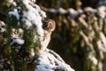 Europe smallest owl Eurasian Pygmy Owl, Glaucidium passerinum, sitting on a frosty branch