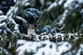 Europe smallest owl Eurasian Pygmy Owl, Glaucidium passerinum, sitting on a frosty branch