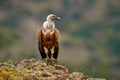 Europe wildlife. Griffon Vulture, Gyps fulvus, big birds of prey sitting on rocky mountain, nature habitat, Madzarovo, Bulgaria,