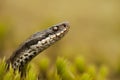 European Adder Royalty Free Stock Photo