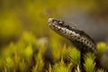 European Adder Royalty Free Stock Photo