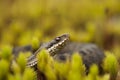 European Adder Royalty Free Stock Photo