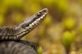 European Adder Royalty Free Stock Photo
