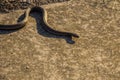 European adder, common viper