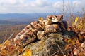 european adder snake coiled on a rock