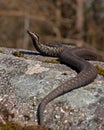 European adder Vipera berus Royalty Free Stock Photo