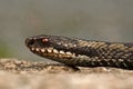 European adder Vipera berus female Royalty Free Stock Photo