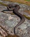 European adder Vipera berus female Royalty Free Stock Photo