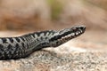 European adder Vipera berus Royalty Free Stock Photo