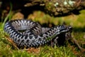 European adder Vipera berus male Royalty Free Stock Photo