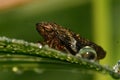 European Alder Spittle Bug - Aphrophora alni. Royalty Free Stock Photo