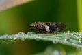 European Alder Spittle Bug - Aphrophora alni. Royalty Free Stock Photo