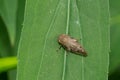 European Alder Spittle Bug - Aphrophora alni