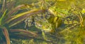 Panorama Frogs swimming on clean Water Surface Royalty Free Stock Photo