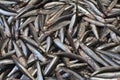European anchovy Royalty Free Stock Photo