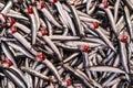 European anchovy hamsi in Turkish, fish species from Black Sea, Engraulis encrasicolus Royalty Free Stock Photo