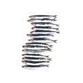 European Anchovy isolated on white background