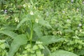 European aquatic flora with comfrey, knitbone and water mint bush Royalty Free Stock Photo