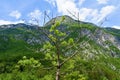 European ash (Fraxinus excelsior) tree bellow Royalty Free Stock Photo