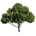 European Ash tree front view isolated on white background Royalty Free Stock Photo