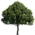 European Ash tree front view isolated on white background Royalty Free Stock Photo