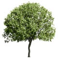 European Ash tree front view isolated on white background Royalty Free Stock Photo