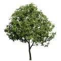 European Ash tree front view isolated on white background Royalty Free Stock Photo