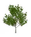 European ash tree isolated on white background Royalty Free Stock Photo