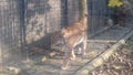European asian lynx - mountain feline at zoo