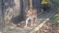 European asian lynx - mountain feline at zoo