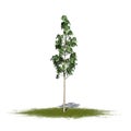 European Aspen tree on green area isolated on white background Royalty Free Stock Photo