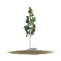 European Aspen tree on sand area - isolated on white background Royalty Free Stock Photo