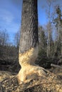 European aspen tree almost taken down Royalty Free Stock Photo